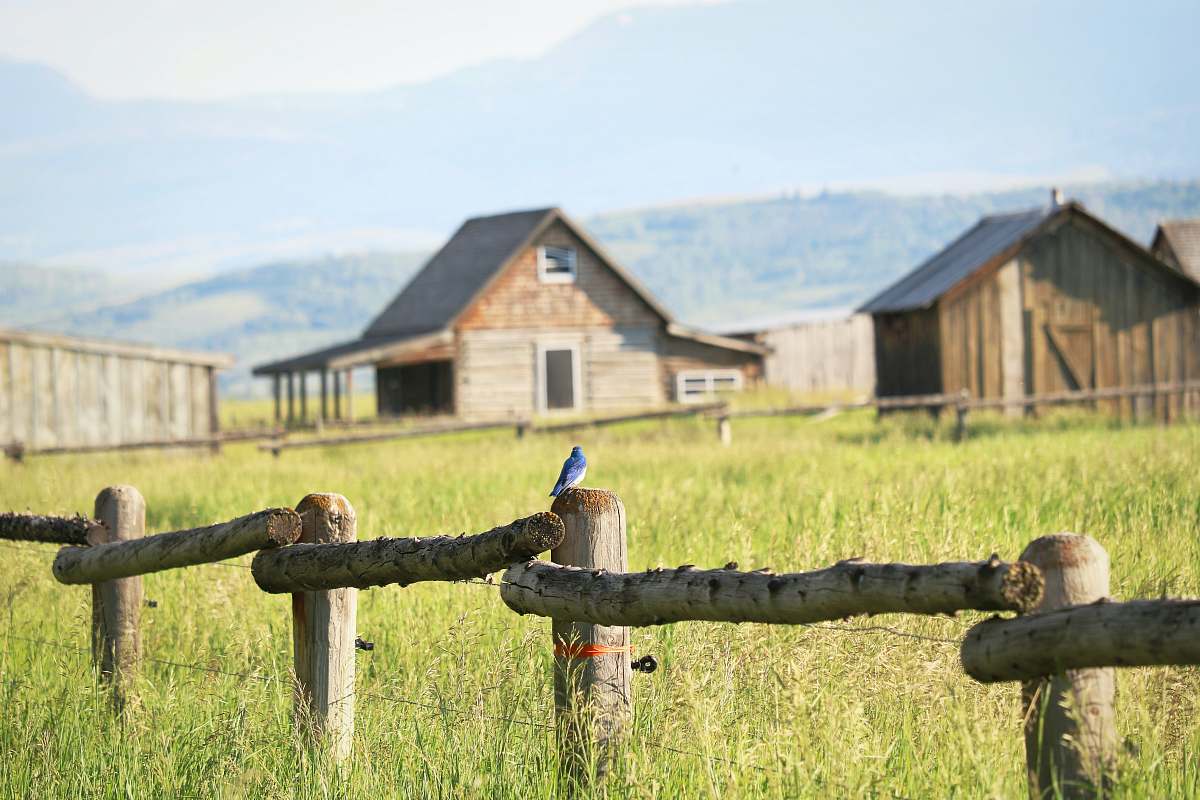 bird brown wooden fence near house bluebird